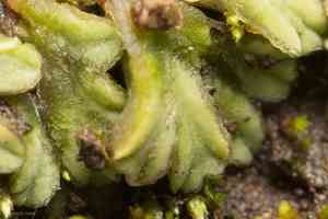 Riccia lamellosa(Riccia lamellosa)
