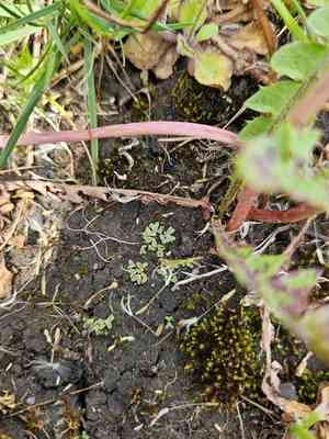 Common crystalwort(Riccia sorocarpa)