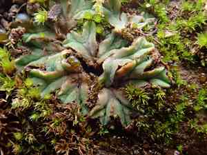 Common crystalwort(Riccia sorocarpa)