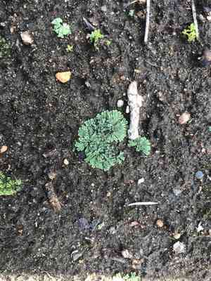 Common crystalwort(Riccia sorocarpa)