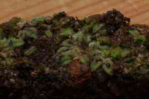 Common crystalwort(Riccia sorocarpa)