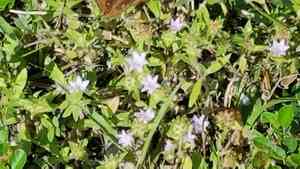 Largeflower mexican clover(Richardia grandiflora)