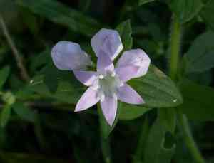 Largeflower mexican clover(Richardia grandiflora)