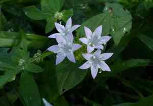 Largeflower mexican clover(Richardia grandiflora)