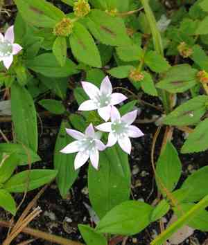 Largeflower mexican clover(Richardia grandiflora)