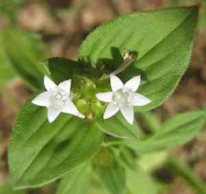 Mexican clovers (Richardia)(Richardia)