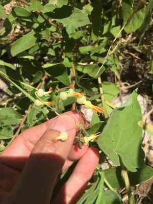 Riocreuxia torulosa(Riocreuxia torulosa)