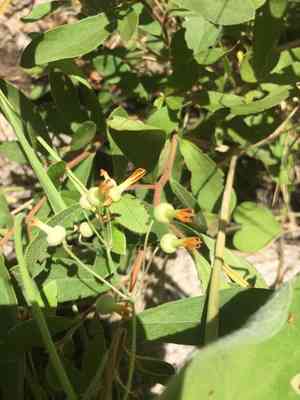 Riocreuxia torulosa(Riocreuxia torulosa)