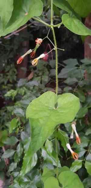 Riocreuxia torulosa(Riocreuxia torulosa)