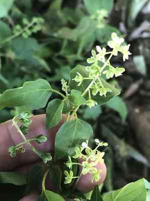 Pigeonberry(Rivina humilis)