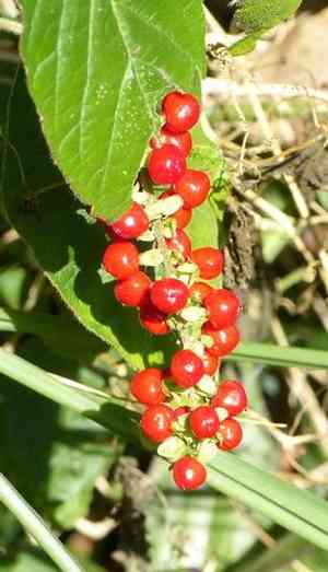 Pigeonberry(Rivina humilis)