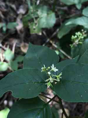 Pigeonberry(Rivina humilis)