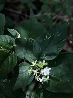 Pigeonberry(Rivina humilis)