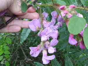 Bristly locust(Robinia hispida)