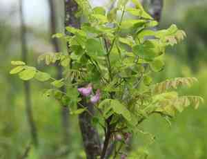 Bristly locust(Robinia hispida)