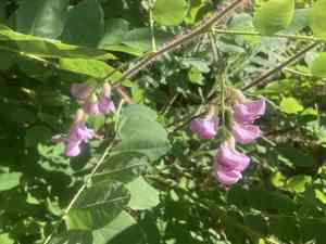 Bristly locust(Robinia hispida)