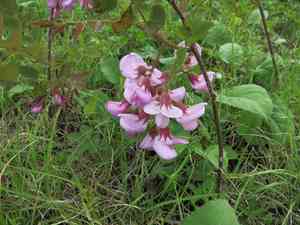 Bristly locust(Robinia hispida)