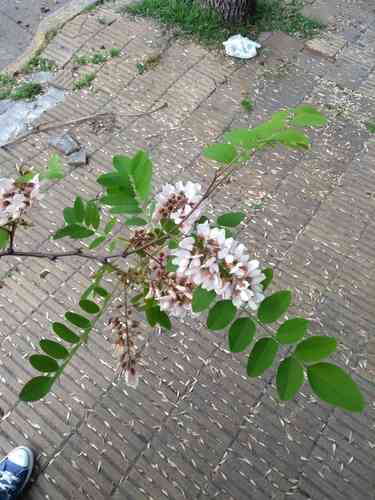 Black locust(Robinia pseudoacacia)