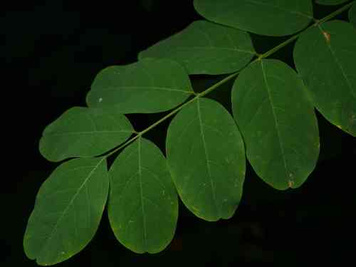 Black locust(Robinia pseudoacacia)
