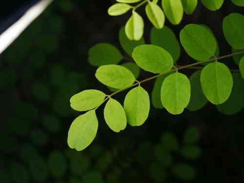 Black locust(Robinia pseudoacacia)
