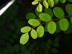 Black locust(Robinia pseudoacacia)