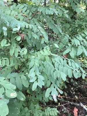 Black locust(Robinia pseudoacacia)