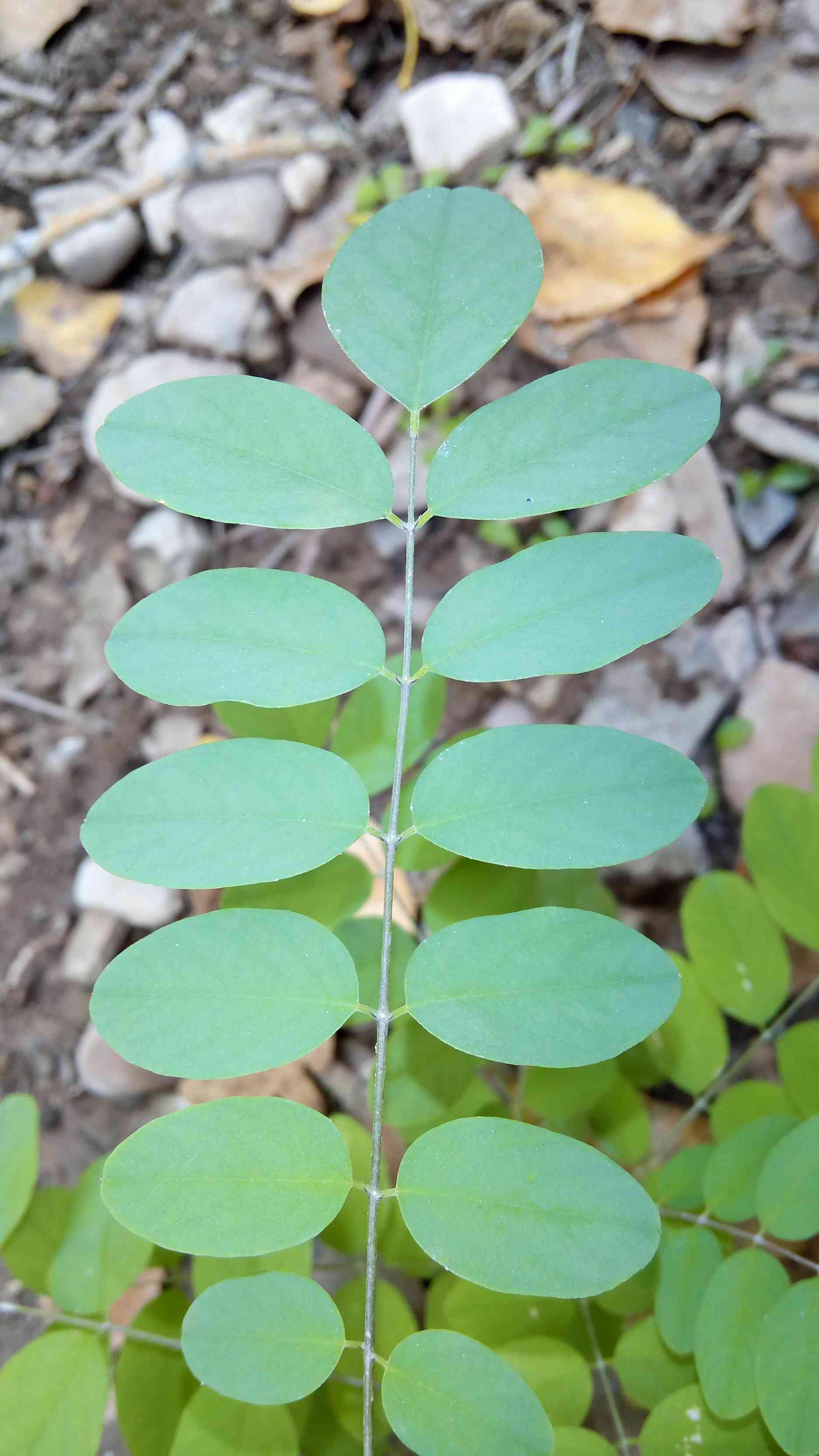 Black locust(Robinia pseudoacacia)