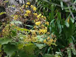 Velvet groundsel(Roldana petasitis)