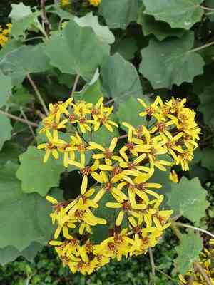 Velvet groundsel(Roldana petasitis)