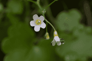 California mistmaiden(Romanzoffia californica)