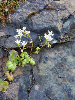 California mistmaiden(Romanzoffia californica)