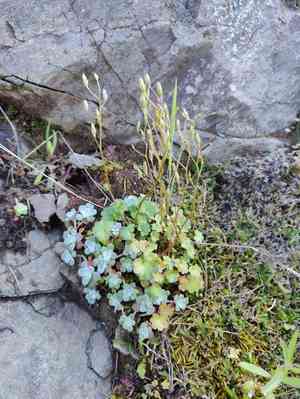 California mistmaiden(Romanzoffia californica)
