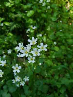 California mistmaiden(Romanzoffia californica)