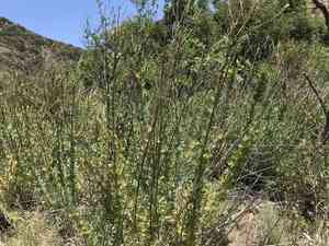 California tree poppy(Romneya coulteri)