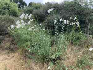 California tree poppy(Romneya coulteri)