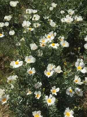 California tree poppy(Romneya coulteri)