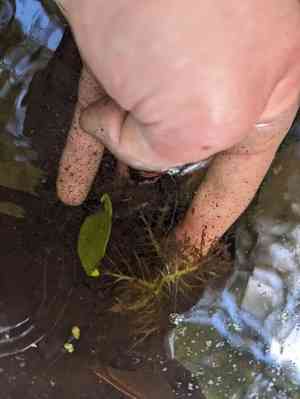 Lake-cress(Rorippa aquatica)
