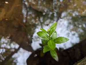 Lake-cress(Rorippa aquatica)