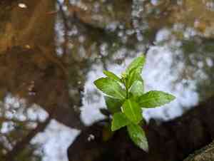 Lake-cress(Rorippa aquatica)