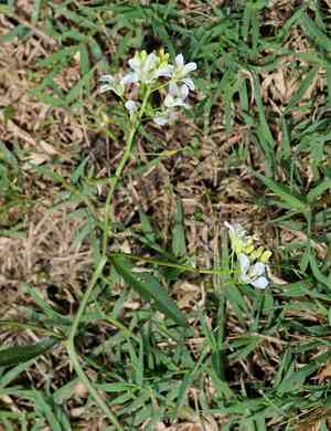 Lake-cress(Rorippa aquatica)