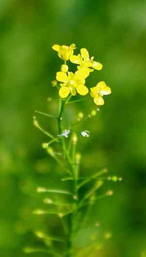 Austrian yellow cress(Rorippa austriaca)