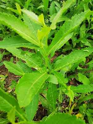 Austrian yellow cress(Rorippa austriaca)