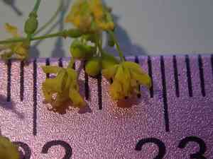 Austrian yellow cress(Rorippa austriaca)