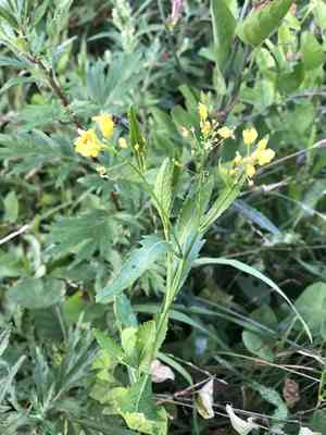 Austrian yellow cress(Rorippa austriaca)