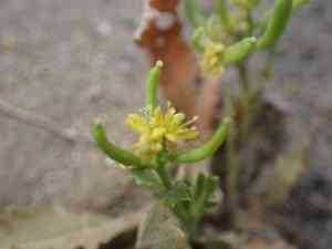 Curve-pod yellowcress(Rorippa curvisiliqua)