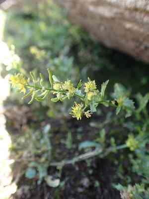 Curve-pod yellowcress(Rorippa curvisiliqua)