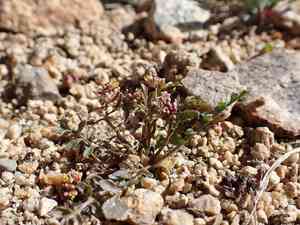 Curve-pod yellowcress(Rorippa curvisiliqua)