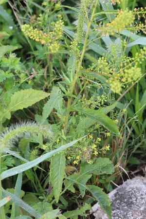 Globe yellowcress(Rorippa globosa)
