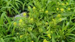 Globe yellowcress(Rorippa globosa)