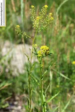 Globe yellowcress(Rorippa globosa)